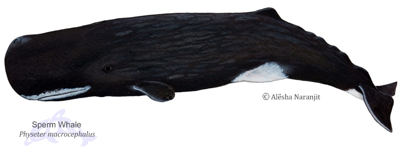 Chubby porn thumbs Resources for a sperm whale